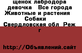 щенок лабродора девочка - Все города Животные и растения » Собаки   . Свердловская обл.,Реж г.